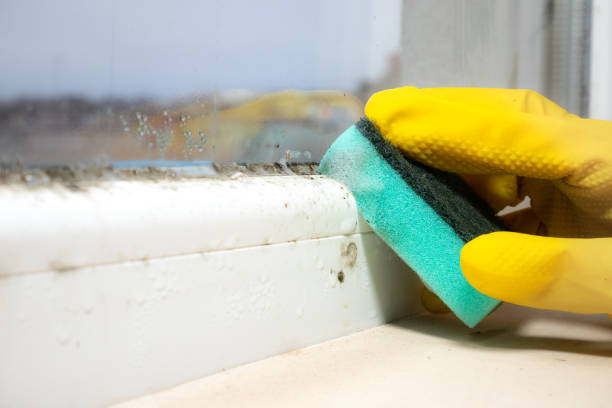 Best Basement Mold Removal  in Blackfoot, ID